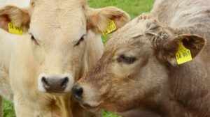 Prometna nesreća u Zagrebu Dubravi: Automobil pokosio ogradu i četiri parkirana vozila na Maksimirske i Mandlove ulice